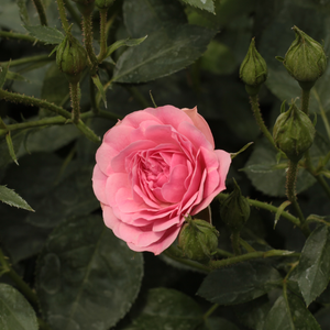 Ingrid Stenzig - pink - bed and borders rose - polyantha